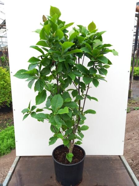 Magnolia 'Genie'® / Magnolie 'Genie', 100–125 cm, C20, mehrstämmige Pflanze im Topf mit grünem Laub