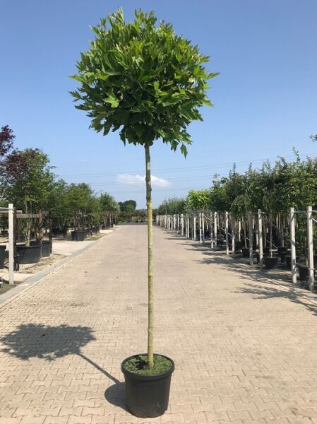 Kugel-Platane 'Alphen's Globe' (Platanus acerifolia) Hochstamm 225 cm, Stammumfang 12-14 cm, im Container mit kugelförmiger Krone