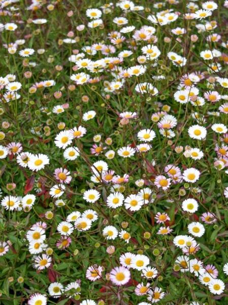 Spanisches Gänseblümchen Erigeron karvinskianus 'Blütenmeer' mit vielen weiß-rosa Blüten und gelber Mitte, dichter Wuchs