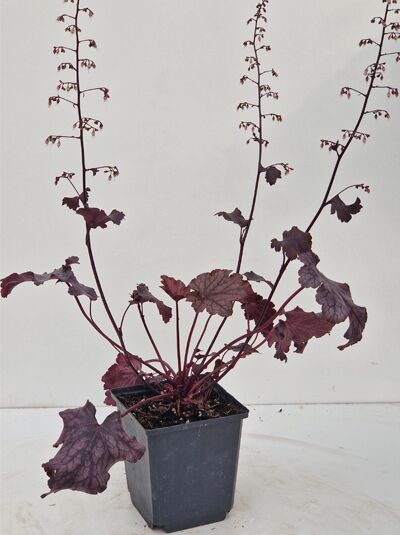 Purpurglöckchen Heuchera micrantha 'Amethyst Myst' P11 im Topf mit dunkelpurpurnem Laub und aufrechten Blütenstielen.