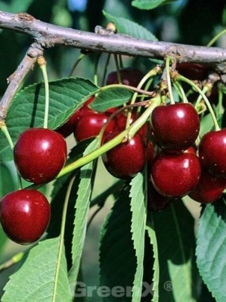 Prunus avium 'Kordia' / Süßkirsche 'Kordia' mit dunkelroten Kirschen am Zweig und grünen Blättern