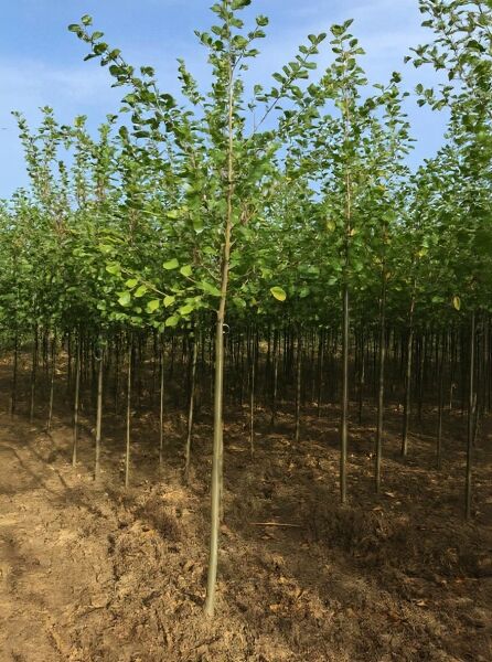 Alnus glutinosa (Schwarz-Erle/Rot-Erle) Hochstamm 12-14 StU mit Drahtballen, gerader Stamm mit belaubter Krone.