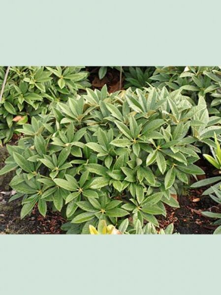 Rhododendron insigne 'Nofretete' / Rhododendron 'Nofretete' 60-70 cm Breite, m. B., Solitär, kompakter Strauch mit grünen Blättern