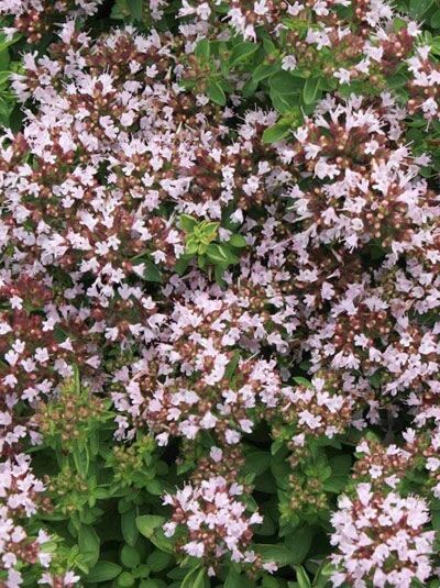 Gewöhnlicher Dost / Oregano / Wilder Majoran / Gewöhnlicher Dost / Oregano / Wilder Majoran