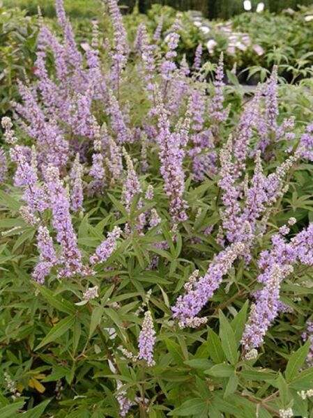Mönchspfeffer / Keuschbaum / Vitex agnus-castus
