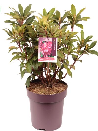 Rhododendron 'Wilgen's Ruby' - Rhododendron Hybride 'Wilgen's Ruby'