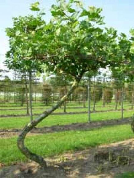 Ahornblättrige Swing-Platane / Platanus acerifolia 'The Swing'