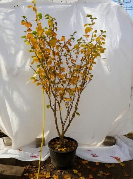 Zaubernuss 'Diane' (Hamamelis intermedia 'Diane') im Topf C20, ca. 125–150 cm, mehrtriebiger Strauch mit gelb-orangefarbenem Laub.