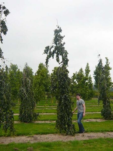 Fagus sylvatica 'Pendula' / Hänge-Buche 450-500 cm m. Db., schlanker Baum mit überhängenden Trieben und dichtem Laub.