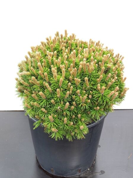 Pinus mugo 'Benjamin' / Zwerg-Kiefer 'Benjamin' 30-40 cm (breit) C20, kompakter Nadelgehölz-Strauch im Topf mit Austrieben