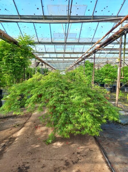 Acer palmatum 'Dissectum Flavescens' Japanischer Schlitz-Ahorn, breit wachsender Fächer-Ahorn 150–175 cm, C130 im Kübel