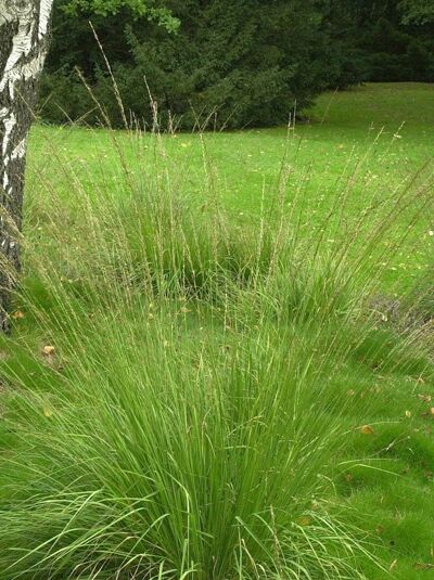 Kleines Pfeifengras / Niedriges Moor-Pfeifengras 'Dauerstrahl' / Molinia caerulea 'Dauerstrahl'
