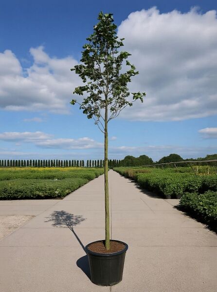 Magnolia brooklynensis 'Yellow Bird' / Magnolie 'Yellow Bird' Hochstamm 12-14 StU im Container, schlanker Stamm mit Krone und Laub