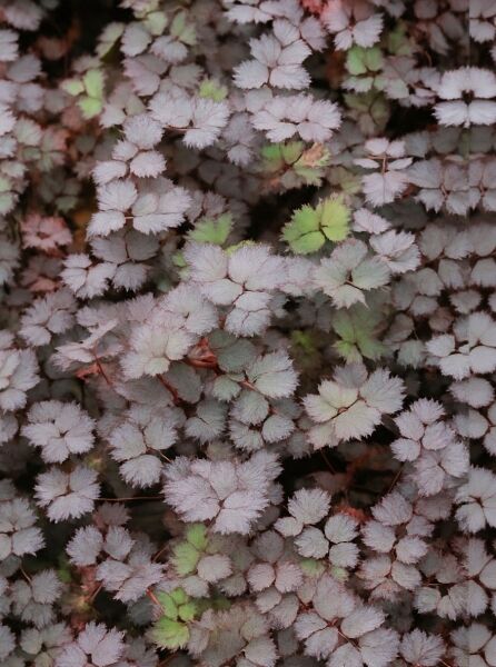 Stachelnüsschen 'Purpurea' (Acaena inermis 'Purpurea') mit dichtem, purpurfarbenem, gefiedertem Laub, teils grün austreibend.