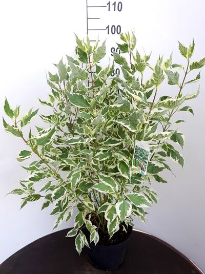 Weißbunter Hartriegel Cornus alba 'Elegantissima', variegiertes Laub, Strauch im Container, 80–100 cm, C10