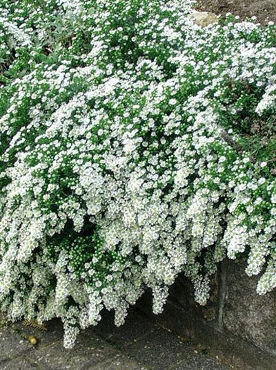 Zwerg-Garten-Myrten-Aster / Aster ericoides var. prostratum