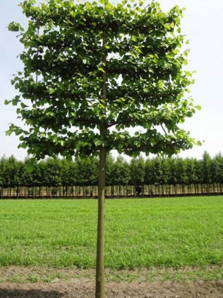 Kaiser-Linde 'Hochstamm-Spalier' H:200 B:210 T:20 (Stamm 225cm) / Tilia europaea Pallida