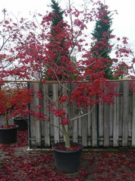 Eisenhutblättriger Ahorn 'Aconitifolium' (Acer japonicum 'Aconitifolium') 250-300 cm C150 im Topf mit rotem Laub