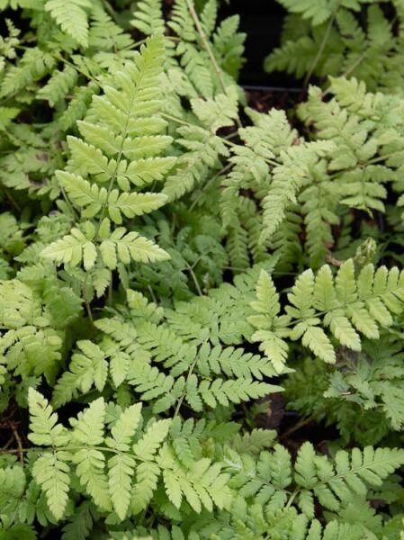 Karthäuser-Wurm-Farn / Dryopteris carthusiana