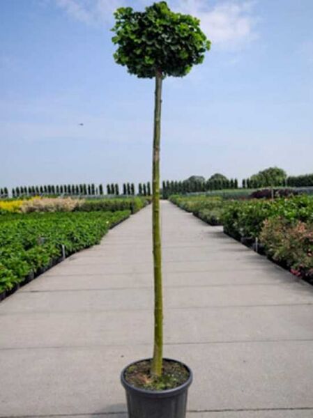Kugel-Ginkgobaum Ginkgo biloba 'Mariken', ca. 200 cm Stamm, StU 8–10, im Container mit kugelförmiger Krone.
