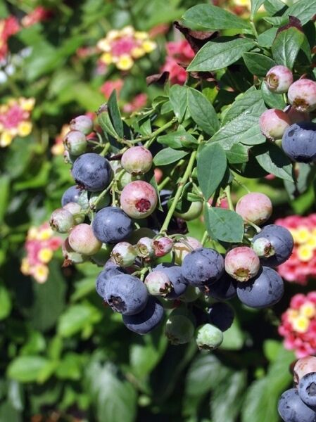 Vaccinium corymbosum 'Sunshine Blue' / Heidelbeere 'Sunshine Blue' mit reifen und unreifen Beeren an grünem Laub