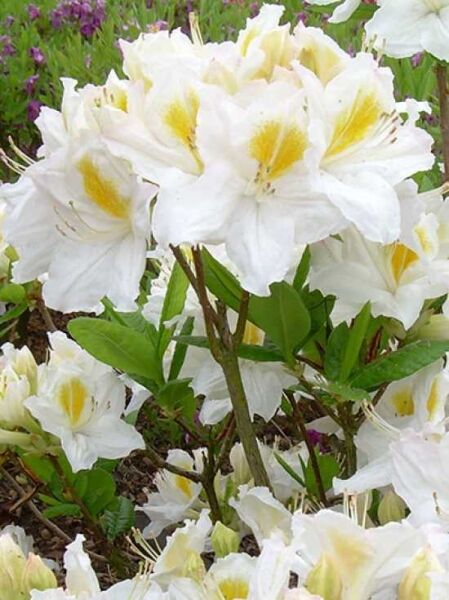 Azalea luteum 'Möwe' (Knap-Hill) / Laubabwerfende Azalee 'Möwe'