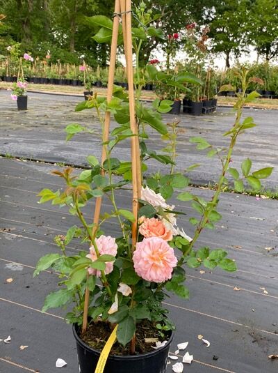 Kletterrose Rosa „Alchymist“ im Topf C5 mit kletternden Trieben, grünen Blättern und lachsrosa Blüten am Rankgerüst
