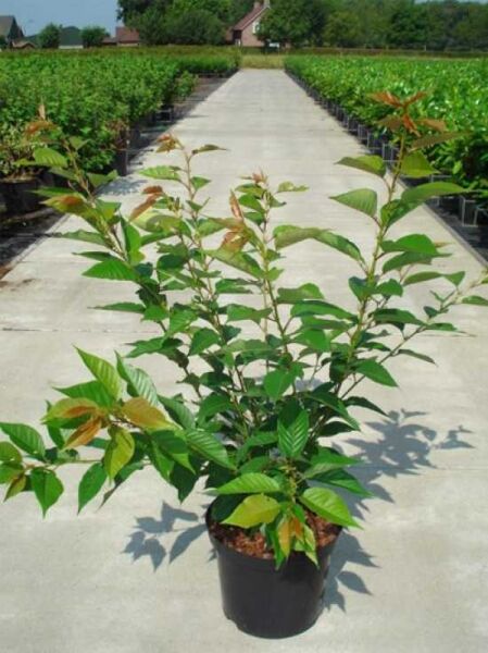 Prunus serrulata 'Kanzan' (Japanische Nelken-Kirsche) im Container C12, 100–150 cm, junge Pflanze mit grünen Blättern.