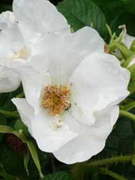 Rosa rugosa 'Alba' / Weiße Kartoffel-Rose / Weiße Apfel-Rose