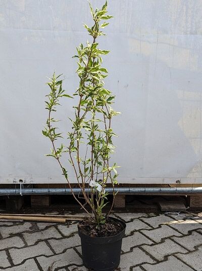 Weigela florida 'Nana Variegata' / Liebliche Weigelie 'Nana Variegata', Strauch im Topf, 40–60 cm, C3, grün-weiß panaschiertes Laub.