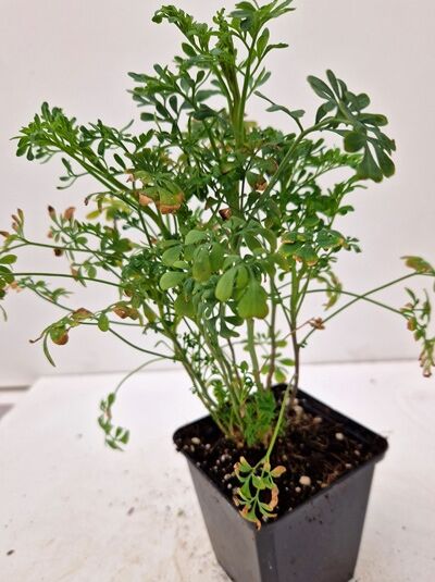 Ruta graveolens / Weinraute P9, junge Pflanze im Topf mit grünem, fein gefiedertem Laub und aufrechten Trieben
