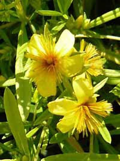 Johanniskraut 'Buttercup' / Hypericum densiflorum 'Buttercup' / Hypericum prolificum var. densiflorum