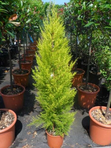Cupressus macrocarpa 'Goldcrest' / Monterey-Zypresse