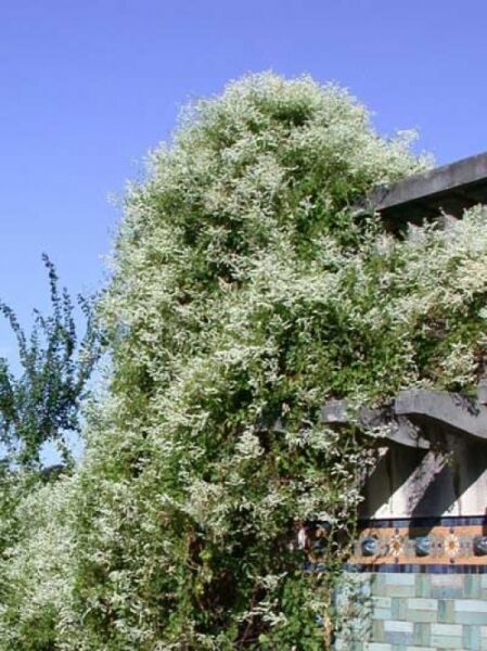 Schlingknöterich / Fallopia aubertii (Syn. Polygonum aubertii)