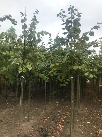 Tilia tomentosa / Silber-Linde