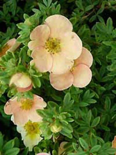 Potentilla fruticosa 'Daydawn' / Fünffingerstrauch 'Daydawn'