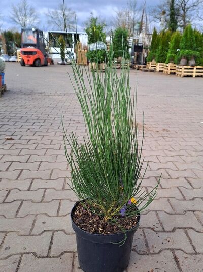 Elfenbein-Ginster 'Allgold' (Cytisus praecox) 30-40 cm C3 im schwarzen Pflanztopf, aufrecht wachsend mit grünen Trieben