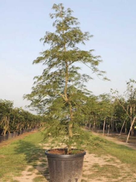 Grüner Schlitz-Ahorn (Acer palmatum 'Dissectum') Solitär 175–200 cm im Topf C90, mit fein geschlitzten grünen Blättern.
