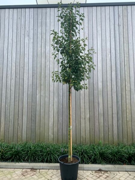 Malus 'Evereste' / Zierapfel 'Evereste' Hochstamm 14-16 StU im Container, gerader Stamm mit kompakter, grüner Krone