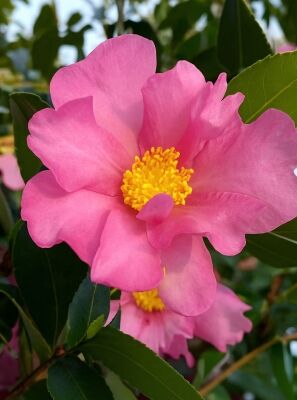 Kamelie / Camellia gnstig in Top-Baumschulqualitt kaufen