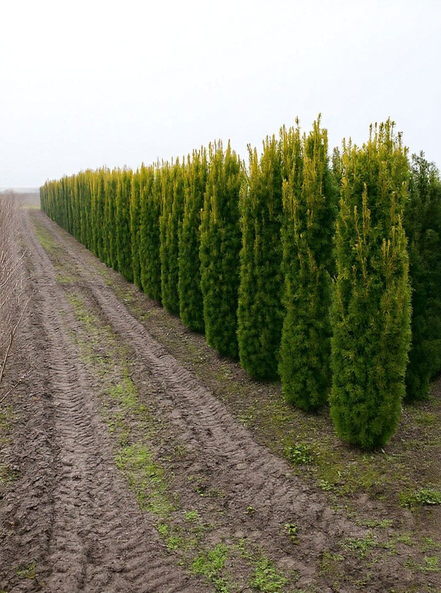 Gelbe Sulen-Eibe - Taxus baccata 'Fastigiata Aurea' (Synonym: Taxus  baccata 'Fastigiata Aureomarginata')