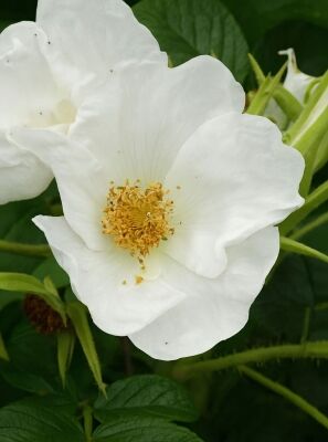 Baumschule Eggert - Blütensträucher, Baumschulen, Heckenpflanzen - Weißblühende Kartoffelrose, Rosa rugosa Alba, im Pflanzenhandel online kaufen