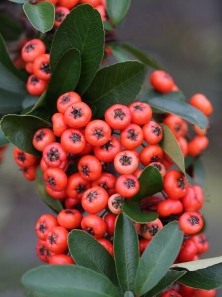 Pyracantha 'Red Cushion' / Feuerdorn 'Red Cushion' mit roten Beerenständen und glänzend grünen Blättern am Zweig