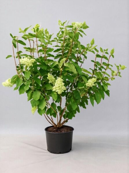 Rispen-Hortensie Hydrangea paniculata 'Grandiflora ®', 125-150 cm, C20, mehrtriebiger Strauch im Topf mit weißen Rispenblüten.