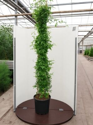 Echter Jasmin - Jasminum officinale - Baumschule NewGarden