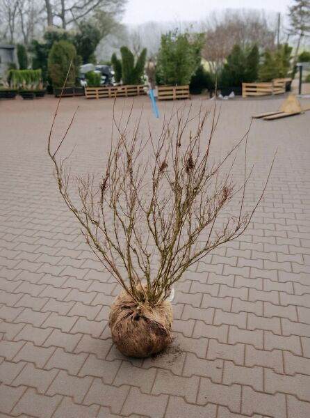 Weigela 'Candida' / Weigelie 'Candida' 125-150 cm m. B., mehrtriebiger Strauch ohne Laub mit Ballenware