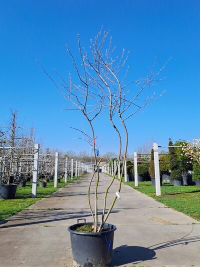 Kupfer-Felsenbirne 200 - 250 cm Schirmform / Amelanchier lamarckii (876183)