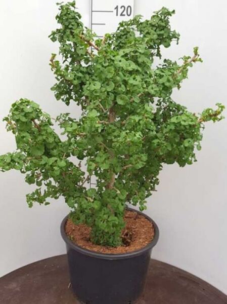 Ginkgobaum 'Jehosaphat' / Fächerblattbaum 'Jehosaphat' / Ginkgo biloba 'Jehosaphat'