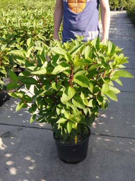 Rispen-Hortensie Hydrangea paniculata 'Pinky Winky ®' 100-125 cm C35, buschige Pflanze im schwarzen Topf mit grünem Laub.