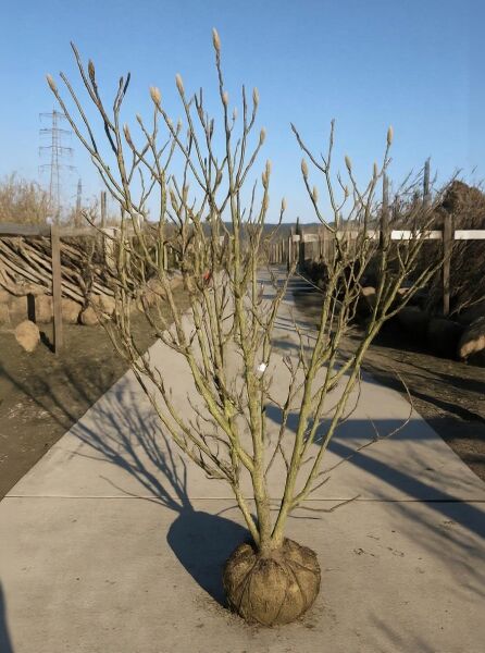 Magnolia soulangiana 'Heaven Scent' / Tulpen-Magnolie 'Heaven Scent' 200-250 cm, mehrstämmig, mit Ballen und Knospen